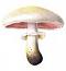 mushroomscom